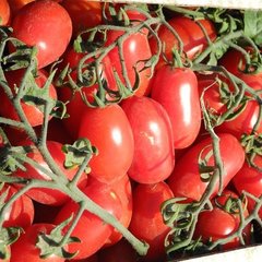 Насіння томату (помідора) Полічіно F1