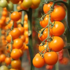 Семена томата (помидора) KS 1549 F1, 100 шт