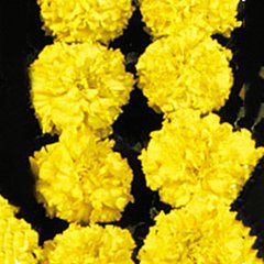 Семена цветов бархатцев Чикаго, 500 шт, желтый