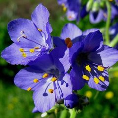 Насіння квітів полемоніуму блакитного, 0,1 г, блакитний