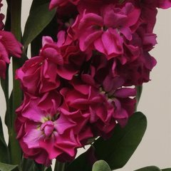 Насіння квітів матіоли Кетс, 200 шт., кримсон