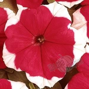 Семена цветов петунии грандифлоры Дримз F1, 500 шт. (драже), красный пикоти