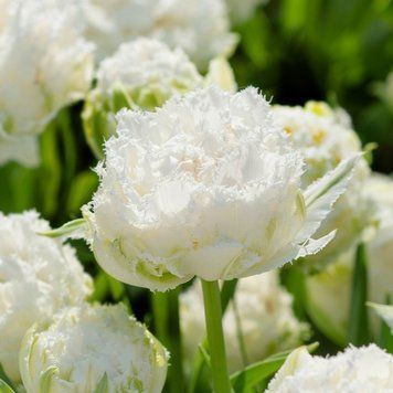 Луковицы тюльпана Сноу Кристал (Snow Crystal) (11/12), 2 шт.
