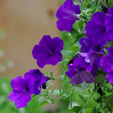 Насіння квітів петунії мультифлори Алдерман, 0,2 г, фіолетовий