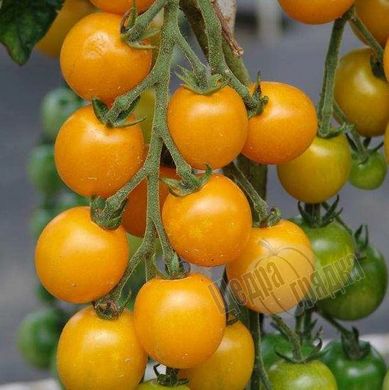 Семена томата (помидора) Несси (KS 1549) F1, 100 шт