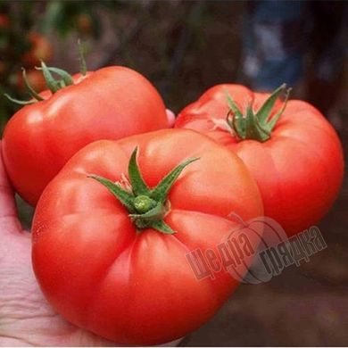 Насіння томату (помідора) Монталбан F1