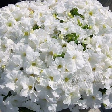 Семена цветов петунии грандифлоры Мамбо F1, 1000 шт (драже), белый