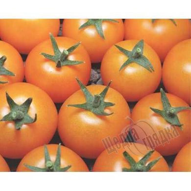 Семена томата (помидора) Несси (KS 1549) F1, 10 шт