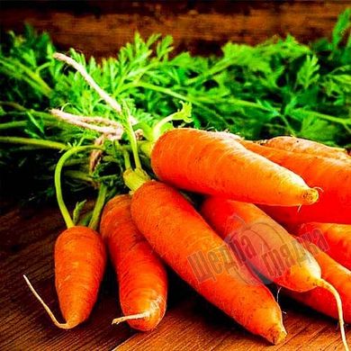Насіння моркви Кампіно