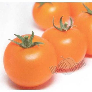 Насіння томату (помідора) Нессі (KS 1549) F1, 10 шт