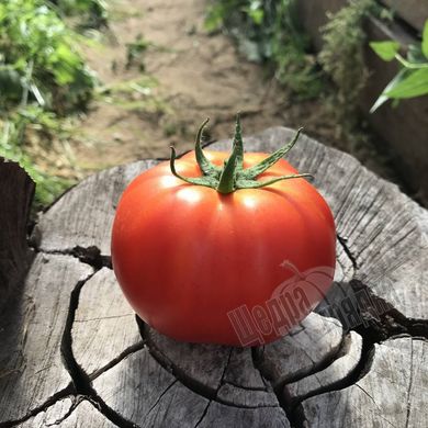 Насіння томату (помідора) Монталбан F1, 10 шт