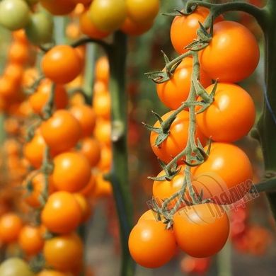 Насіння томату (помідора) Нессі (KS 1549) F1, 100 шт