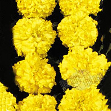 Семена цветов бархатцев Чикаго, 500 шт, желтый
