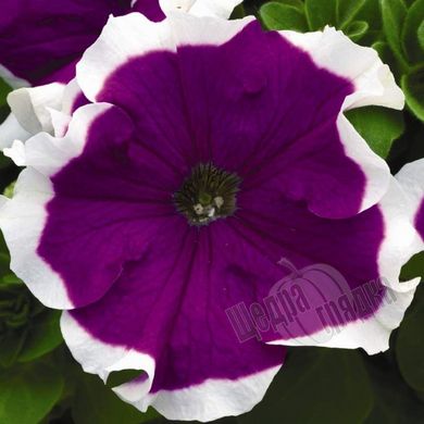 Насіння квітів петунії грандіфлори Фрост F1, 250 шт (драже), фіолетовий