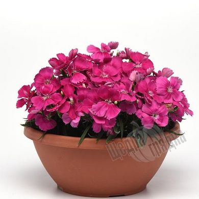 Насіння квітів гвоздики Коронет F1, 100 шт, рожевий