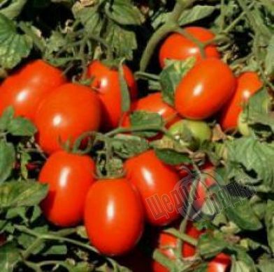 Семена томата (помидора) UG 161 F1