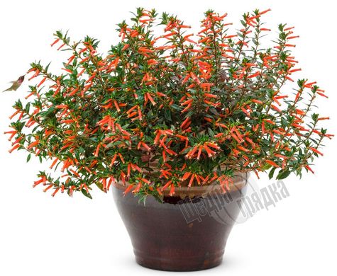 Семена цветов куфеи Динамит, 50 шт, красный