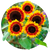 Насіння квітів соняшника декоративного