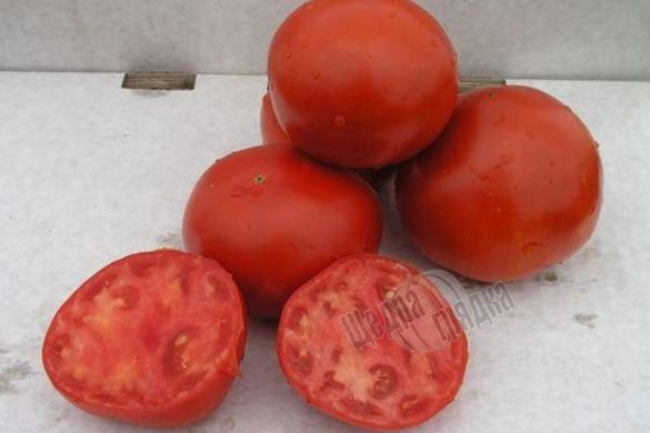 Семена томата (помидора) Скиф F1