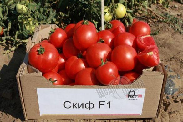 Насіння томату (помідора) Скіф F1