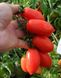 Семена томата (помидора) Поличино F1