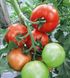 Насіння томату (помідора) Монталбан F1