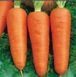 Насіння моркви Кампіно