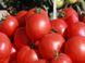 Насіння томату (помідора) Скіф F1