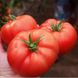 Семена томата (помидора) Монталбан F1, 10 шт