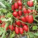 Насіння томату (помідора) UG 161 F1