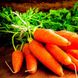 Семена моркови Кампино