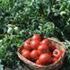 Насіння томату (помідора) Полбіг F1
