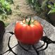 Семена томата (помидора) Монталбан F1, 10 шт