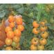 Насіння томату (помідора) Нессі (KS 1549) F1, 100 шт