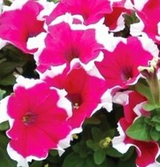Семена цветов петунии грандифлоры Дримз F1, 1000 шт (драже), розовый пикоти