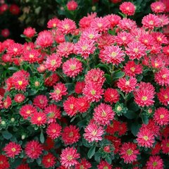 Насіння квітів айстри Трубадур, 1 г., яскраво-червоний