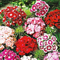 Насіння квітів гвоздики турецької, 10 г, суміш