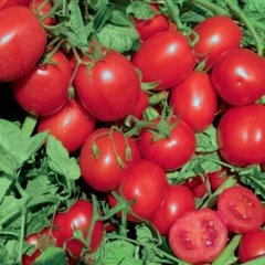 Насіння томату (помідора) UG 4111 F1