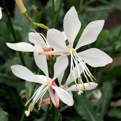 Насіння квітів гаури ліндхеймера Спарклі, 50 шт, білий