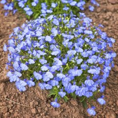 Насіння квітів лобелії Кришталевий палац, 0,05 г, блакитний