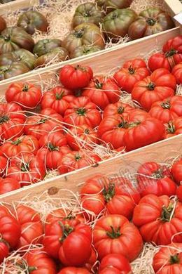 Насіння томату (помідора) Флорентіно