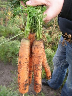 Насіння моркви Монанта