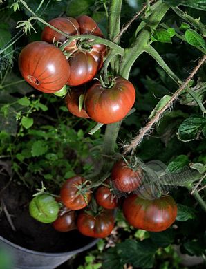 Семена томата (помидора) Черный Слон, 0,2 г