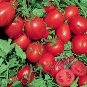Насіння томату (помідора) UG 4111 F1