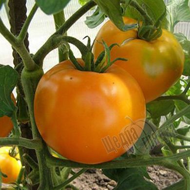 Насіння томату (помідора) Хурма