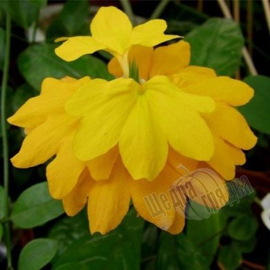 Насіння квітів кроссандри Тропік, 50 шт, жовтий