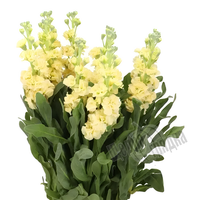 Насіння квітів матіоли Айрон, 200 шт., yellow