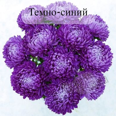 Семена цветов астры Леди Корал, 1 г., темно-синий