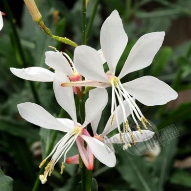 Семена цветов гауры линдхеймера Спаркли, 50 шт, белый