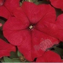 Семена цветов петунии грандифлоры Дримз F1, 1000 шт (драже), красный